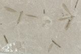 Crane Fly (Tipulidae) Mortality Plate - Green River Formation #360308-1